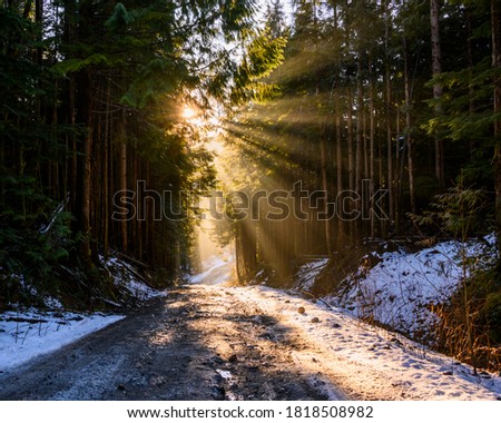 Beautiful nature woodland scene. Springtime foliage. sun star behind the forest. Sun rays hitting the trees, beaming down. Snow on the forest road. Dark tree silhouettes 