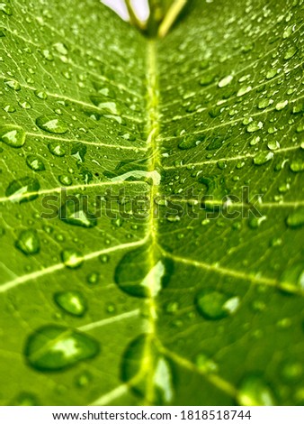 Beautiful picture of my Hawaiian tree leaf with water droplets close up