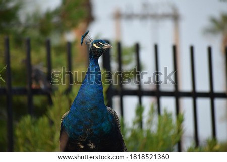 Large bright blue male peacock bird