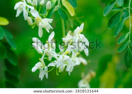 Flowers of Moringa tree. Horseradish or Kalamunggay, Drumstick, Moringa oleifera. Can be bloomed several times per year. The flowers are white, the flower taste is bitter and sweet, close up