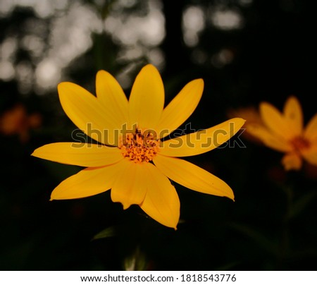 Yellow wildflower. Pale Sunflower in the woods. Sheldon's Marsh Nature Wildlife Reserve in Ohio.