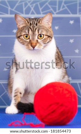 Cute adult tabby with red yard ball over blue background. Focus on the cats eyes