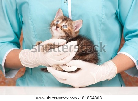 Cute little kitten in hands at the veterinarian over white background Royalty-Free Stock Photo #181854803