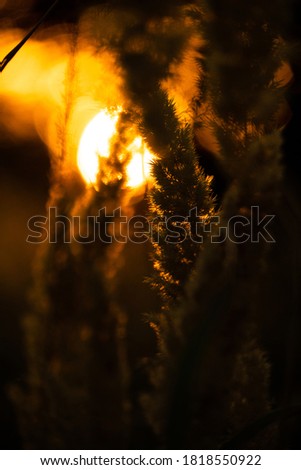 Feather grass at sunset. Nature background
