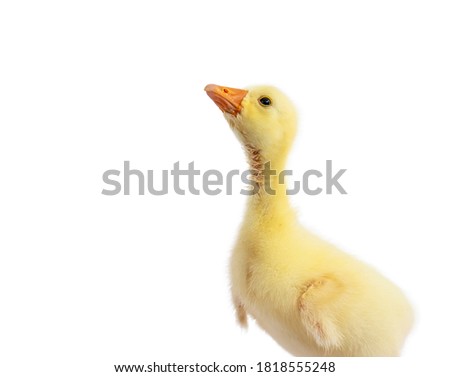 Yellow gosling on white background,Cute little newborn yellow fluffy gosling.