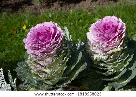 Close-up (macro shoot) of two ornamental cabbage (lat. Brassica) in sunlight and with drops of dew on petals in a city par