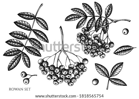 Vector set of hand drawn black and white rowan Royalty-Free Stock Photo #1818565754