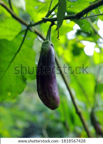 drank blue color brinjal   with background picture  