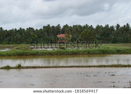 isolated house over the paddy farm landscape (isolated house on water)