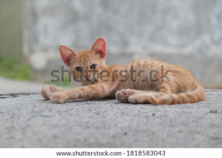 pretty brown ginger domestic kitten closeup poses lie down outdoor, yellow cat picture