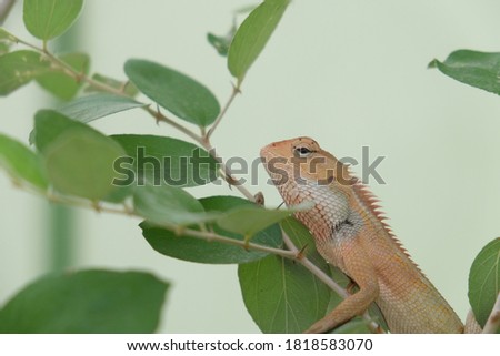 brown wild lizards on a tree branch close up wildlife picture