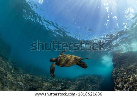 green sea turtle swimmin on a reef in hawaii