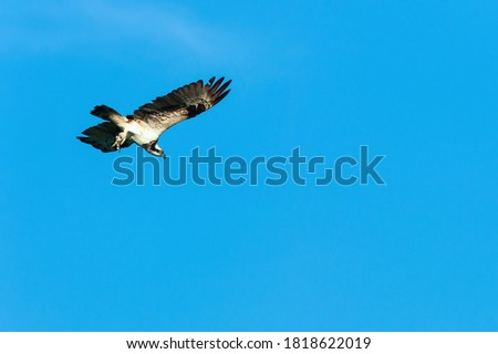 Motion blur. An Osprey flying in the blue sky during winter migration. Dong Yai Wildlife Sanctuary, UNESCO world heritage site, Thailand.