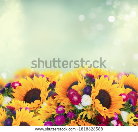 Sunflowers and aster fresh flowers border on defocused gray background