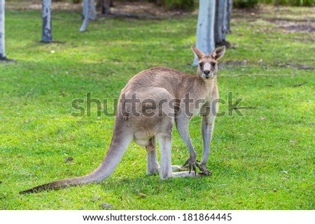 Kangaroo on the green grass