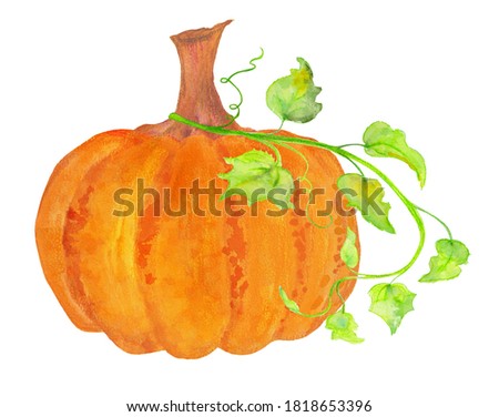 pumpkin with leaves for halloween or autumn designs, orange watercolor thanksgiving plant with green vines, large size file with high resolution available