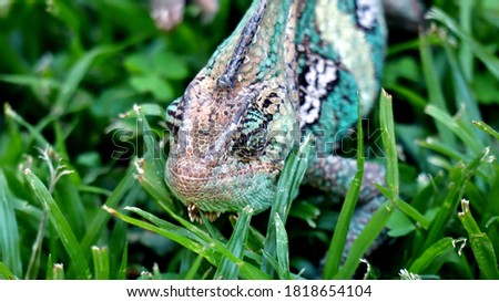 Veiled Chameleon coming from Yemen walking through grass and over obstacles  