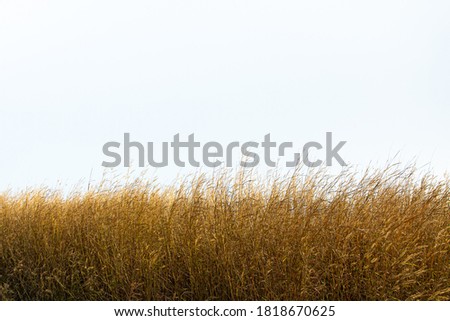 Tall yellow wild grass against an isolated white sky / background. Royalty-Free Stock Photo #1818670625