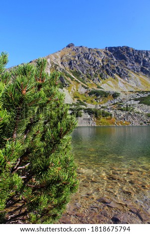 Mountain pine growing in Five Polish Lakes Valley in Tatra mountains. One of the lakes Przedni Staw in the background. 