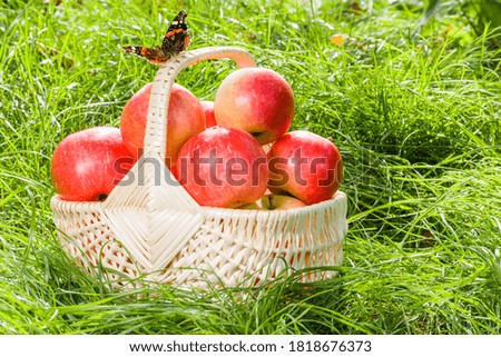 Fresh ripe red-sided apples in a wicker basket on the grass. The butterfly sat on the handle of the basket
