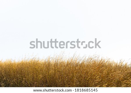 Tall yellow wild grass against an isolated white sky / background. Royalty-Free Stock Photo #1818685145
