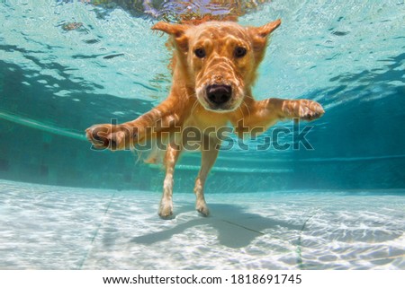 Underwater funny photo of golden labrador retriever puppy in swimming pool play with fun - jump, dive deep down. Activities, training classes with family pets. Popular dog breeds on summer vacation Royalty-Free Stock Photo #1818691745