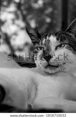 black and white cat - Siyah beyaz oturan ve poz veren keskin bakışlı bir kedi
