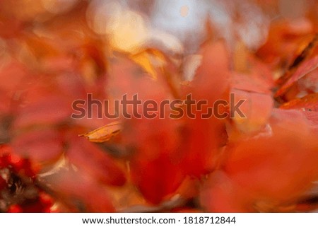 Blurred abstract background of autumn nature. Autumnal natural bokeh of red and orange leaves of rowan tree for backdrop. Natural close-up of defocused colorful fall leaves, multicolored foliage.