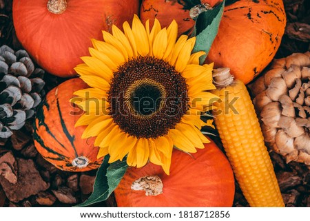 Thanksgiving background.  Pumpkin. Sunflower. Corn. Pinecone. Group of Pumpkins outside.  Autumn decoration