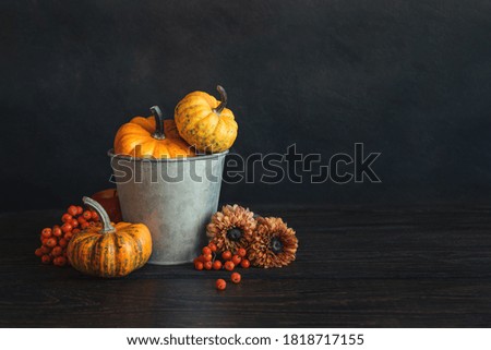 Autumn background with pumpkins, rowan berries and flowers. Dark rustic wooden background. Place for text.