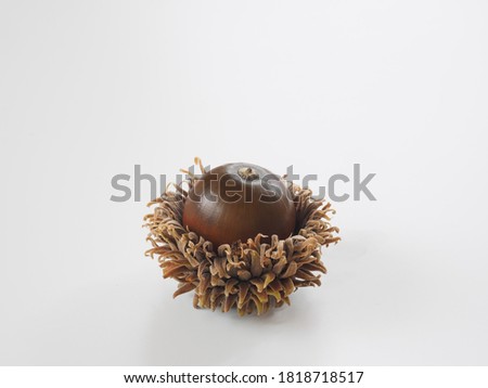acorn of Quercus acutissima on white background