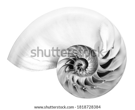 Detailed black and white photo of a halved shell of a chambered nautilus (Nautilus pompilius) shows beautiful spiral pattern. Isolated on white Royalty-Free Stock Photo #1818728384
