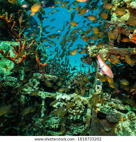 An artificial reef teeming with fish. Picture from a Red Sea reef, Egypt