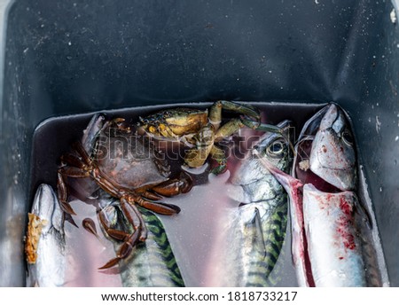 A fresh catch of mackerel and crabs in a bucket. Picture from Malmo, Sweden