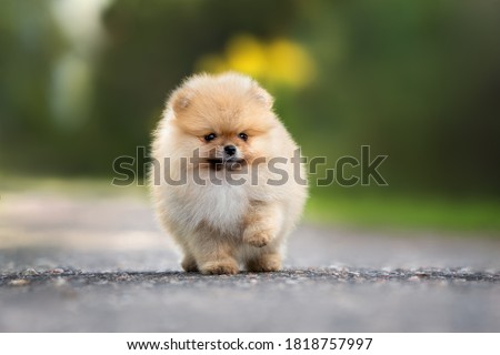 funny pomeranian spitz puppy walking on the road in summer Royalty-Free Stock Photo #1818757997