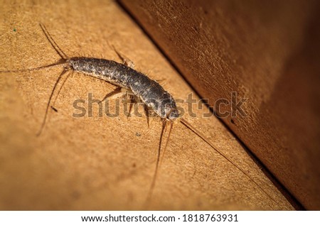 Silverfish in a cardboard box at Hughes, ACT on a spring afternoon in September 2020