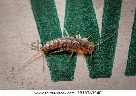 Silverfish in a cardboard box at Hughes, ACT on a spring afternoon in September 2020