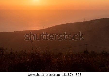 Beautiful Sunset, forest trees and grass. nature green wood backgrounds