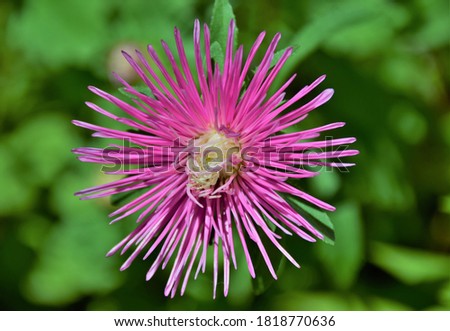 pink flower of the plant Aster