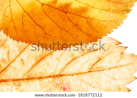 brown leaf isolated on white background