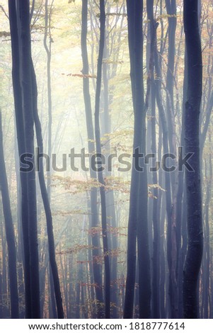 Autumn foggy mystical forest, nature background suitable for wallpaper or cover, vertical image
