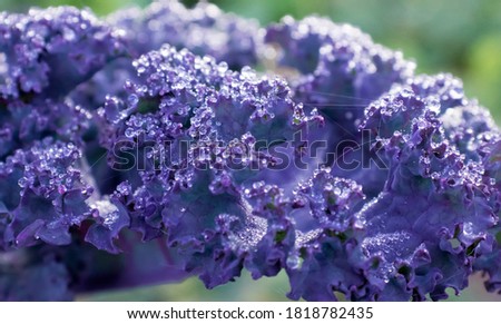 beautiful natural background with cobwebs and drops of dew on the purple cabbage plant kale in the morning rays of the sun in early autumn. violet, purple, Selective focus