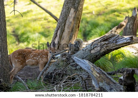 Young white-tailed deer and Eastern gray squirrel 