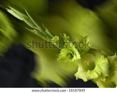 yellow gladiolus Royalty-Free Stock Photo #18187849