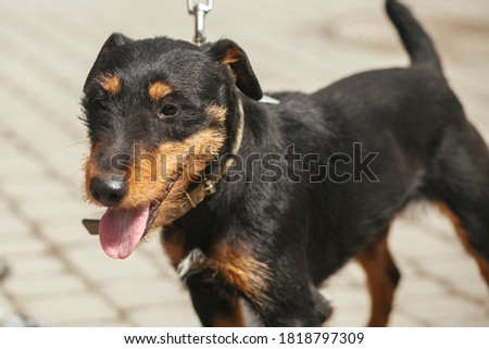 Volunteer walking with scared stray Jagdterrier in shelter, adoption concept. German hunting terrier portrait in sunny street, homeless dog.