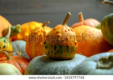 Autumn harvest colorful squashes and pumpkins in different varieties