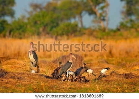 Marabou stork, Leptoptilos crumenifer, bull carcass in evening light, Okavango delta, Botswana in Africa. Wildlife, animal flight in the wild nature. Birds above the dead animal.