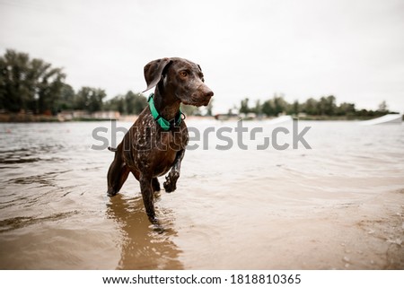 beautiful shorthaired pointer dog with bright collar stands in the water against the background of the coastline. Royalty-Free Stock Photo #1818810365