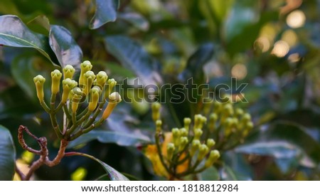 Close up of clove flowers in the morning Royalty-Free Stock Photo #1818812984