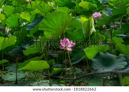 Lake densely planted with pink lotuses with large leaves